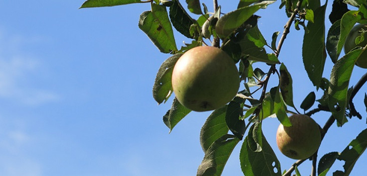 Apfel am Baum vor blauem Himmel, Foto: EKBO